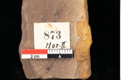Foto (Detailsansicht) von Quercus palaeoilex Ettingshausen (NHMW-GEO-2024-0188-0873)